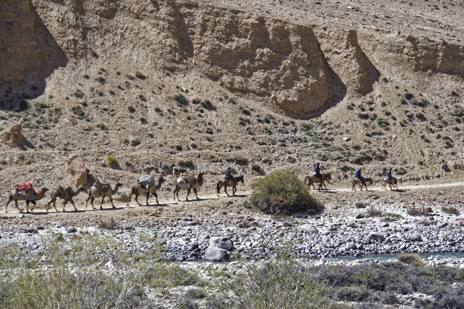 Nikon D500 sample photo. Caravan, dromedaries, animals photography