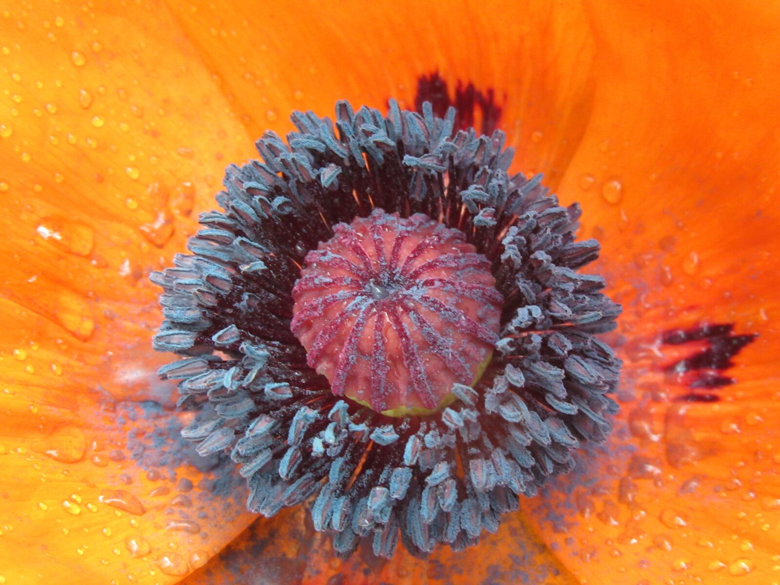 Canon PowerShot SX610 HS sample photo. Poppy, summer, stamens photography