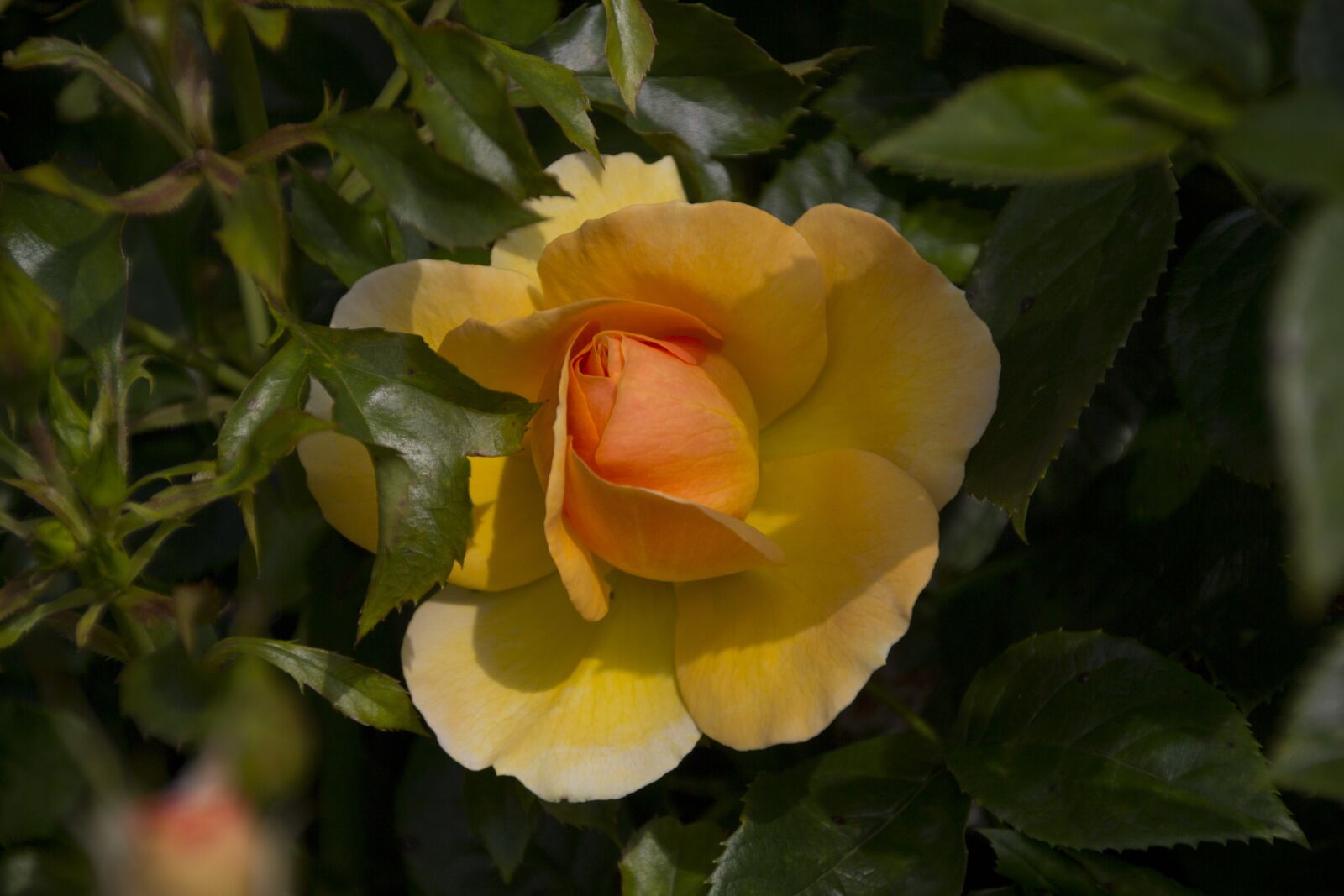 Canon EOS 60D sample photo. Rose, flower, nature photography