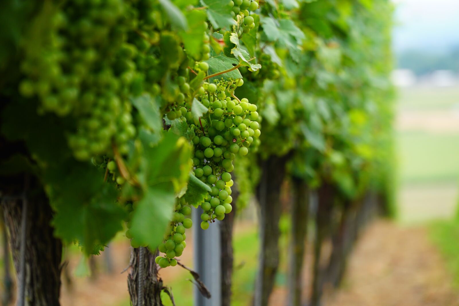 Sony a6500 + Sony E PZ 18-105mm F4 G OSS sample photo. Wine leaf, vines, vine photography