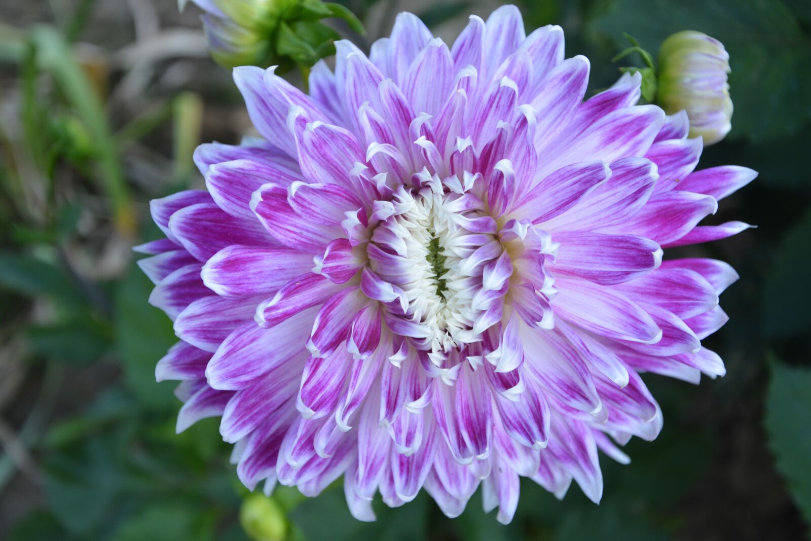 Nikon D5200 sample photo. Dahlia, flowers, violet photography