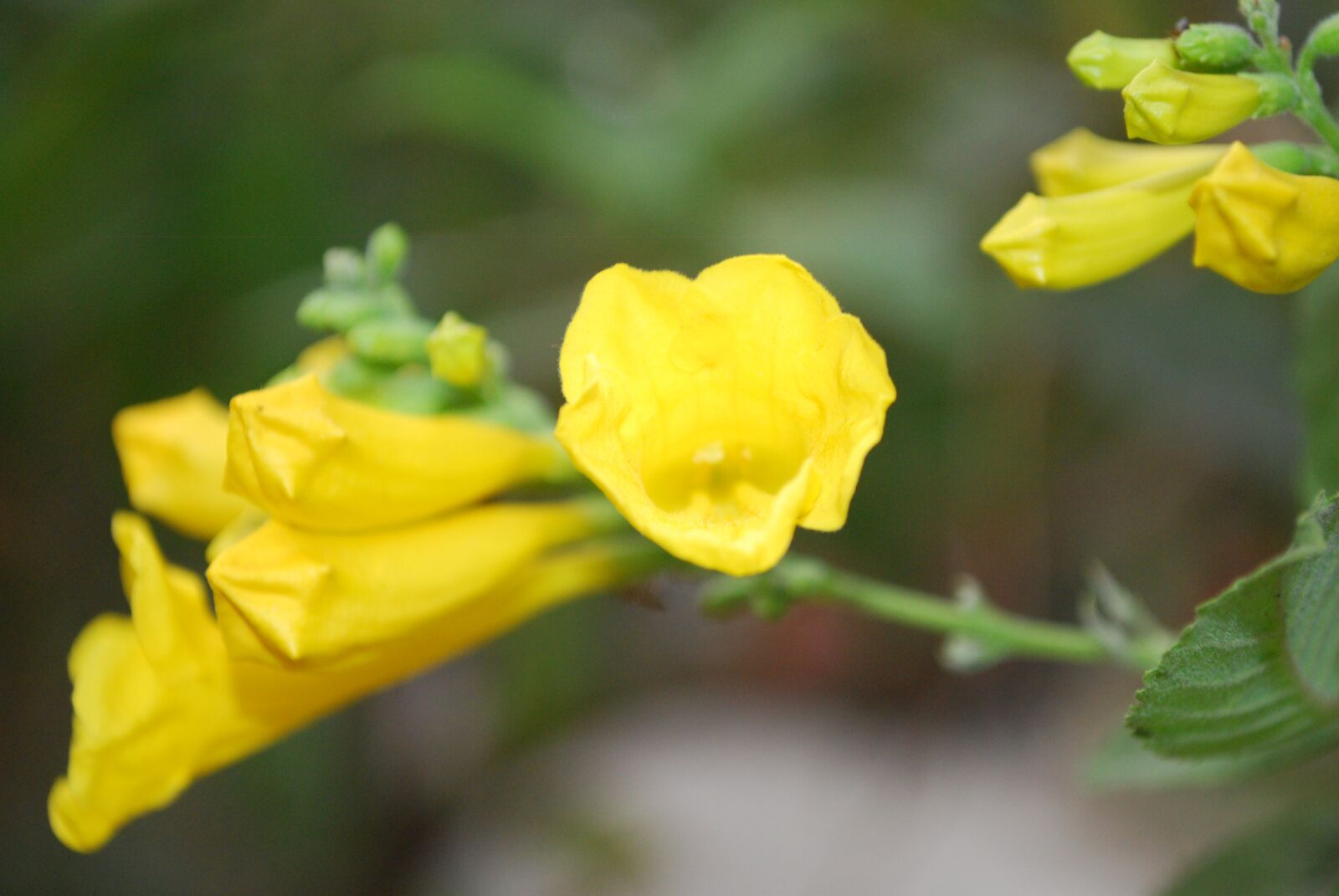 Nikon D60 sample photo. Yellow, spring, nature photography