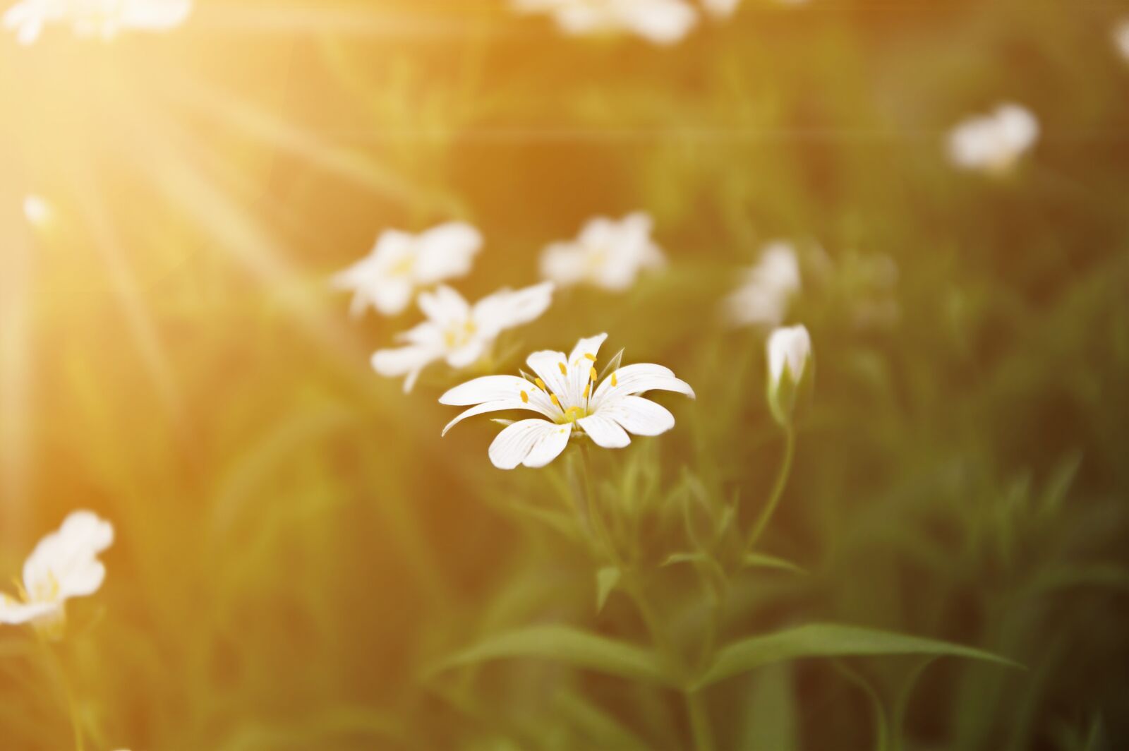Nikon D3200 sample photo. Sunset, flower, nature photography