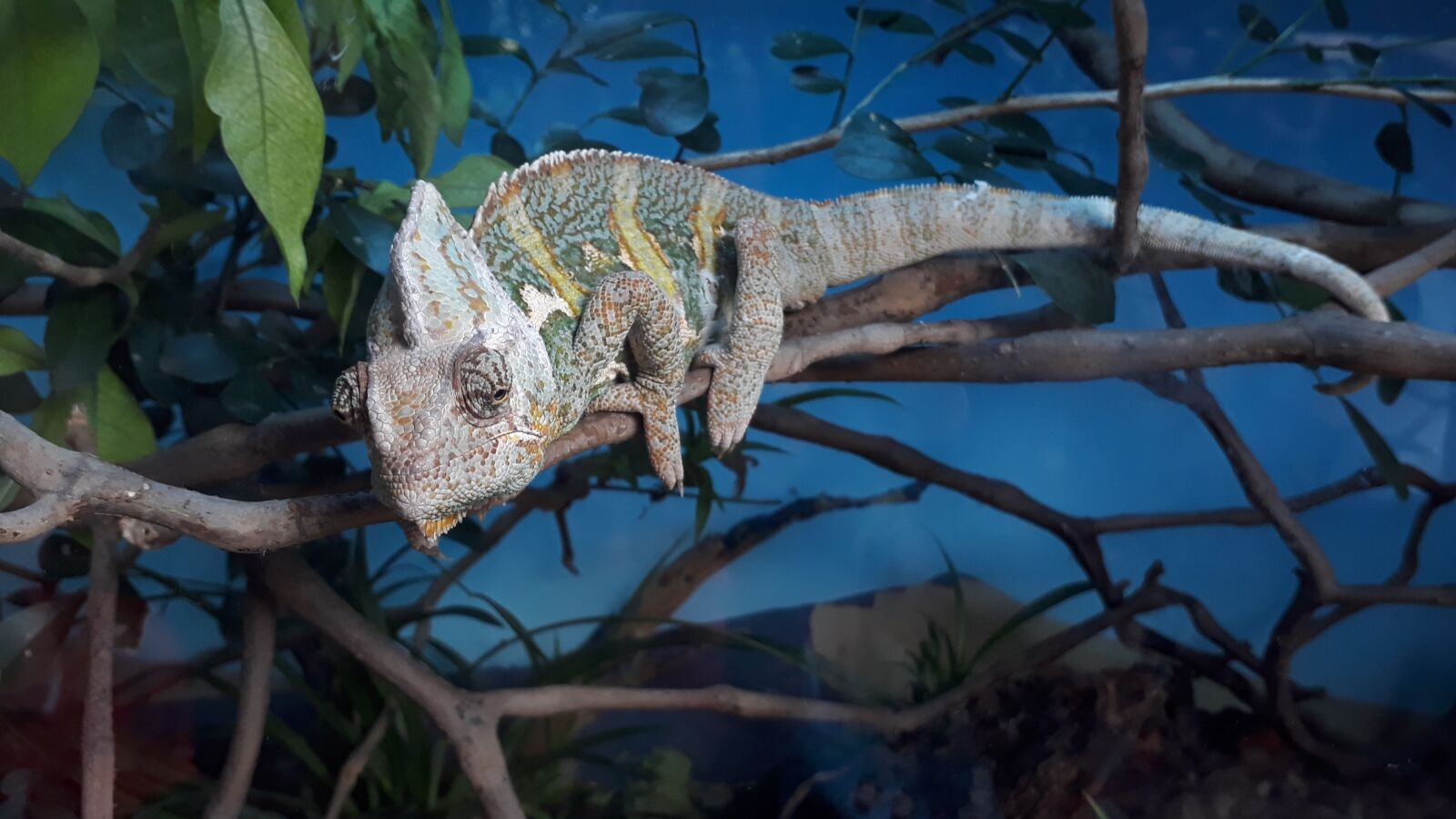 Samsung Galaxy J7 Prime sample photo. Iguana, medellin, colombia photography