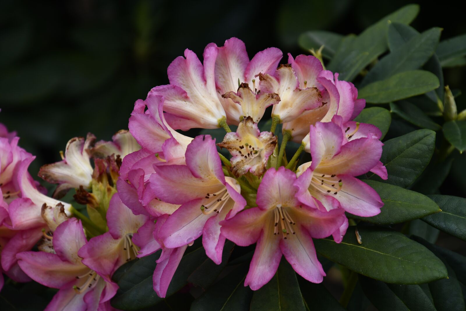 Tamron 16-300mm F3.5-6.3 Di II VC PZD Macro sample photo. Rhododendron, rhododendron flower, blossom photography