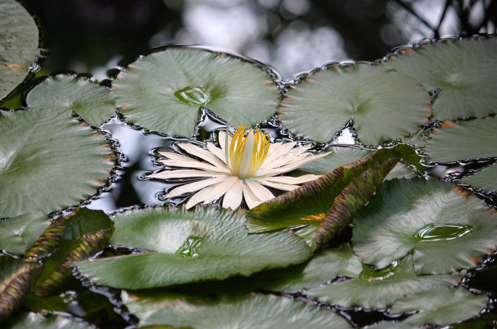 Canon EOS 450D (EOS Rebel XSi / EOS Kiss X2) sample photo. Water lilies, water, lake photography