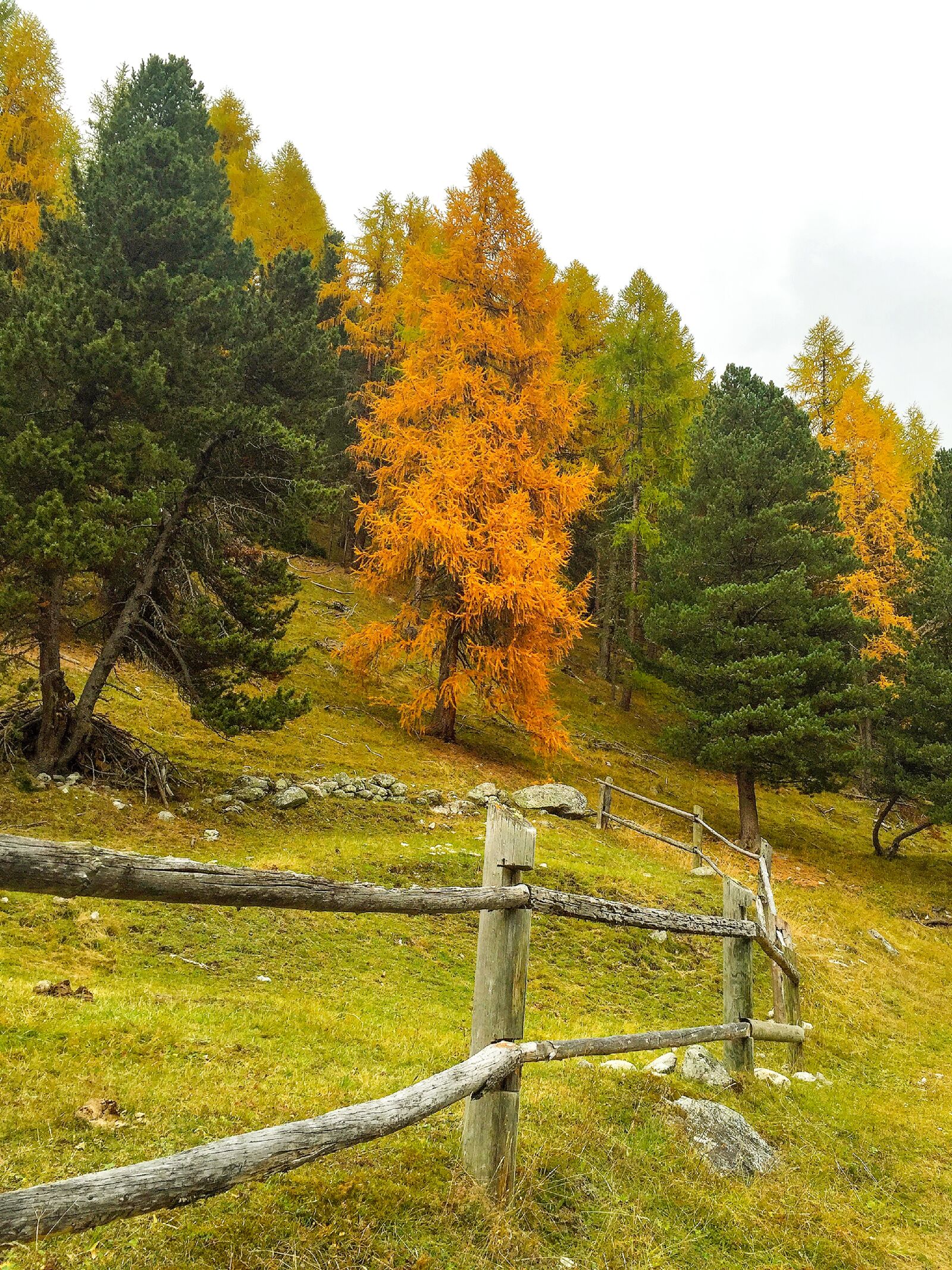iPhone 6 back camera 4.15mm f/2.2 sample photo. Autumn, indian summer, golden photography