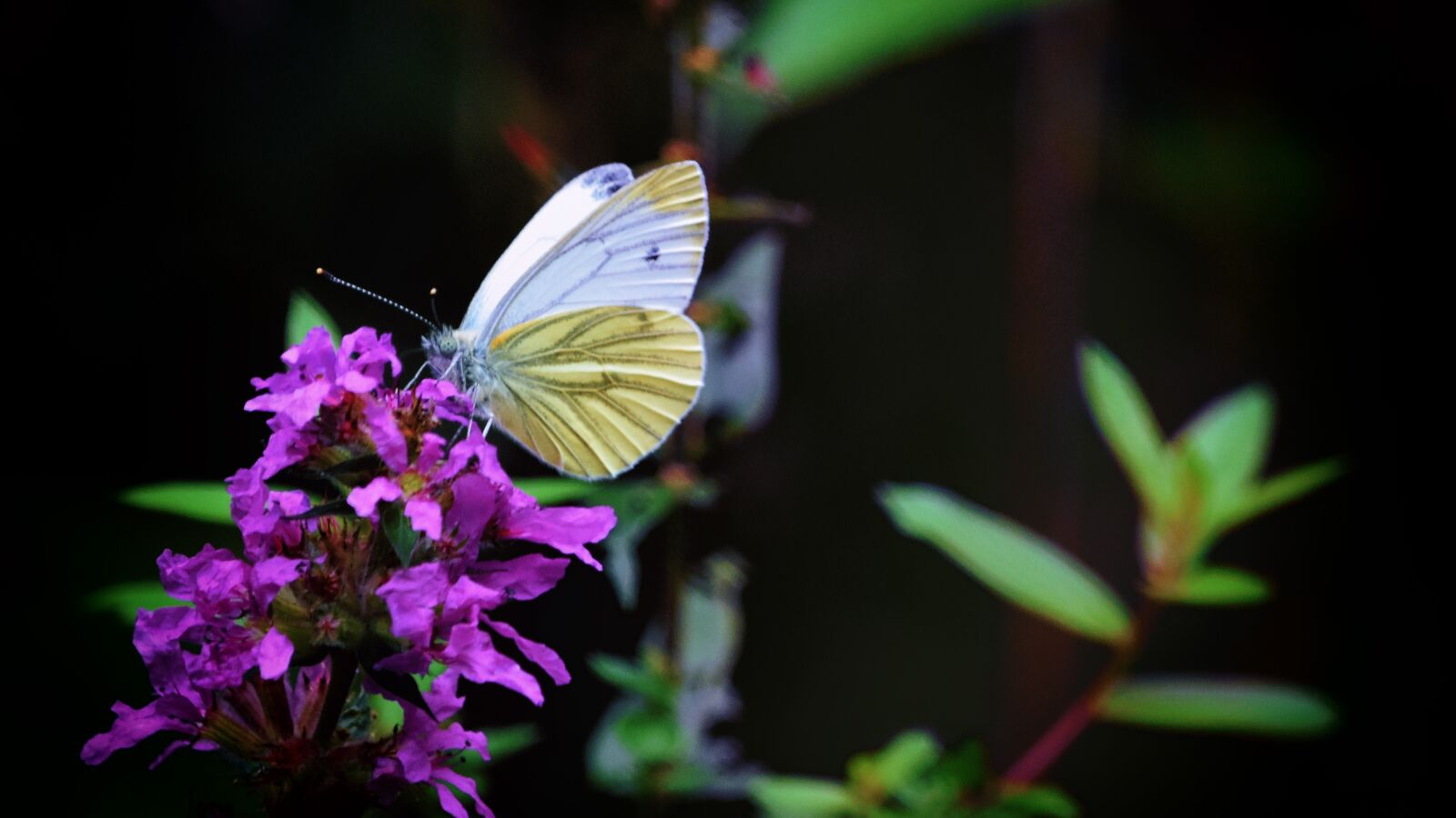 Nikon D7200 sample photo. Butterfly, autumn, greenveined white photography