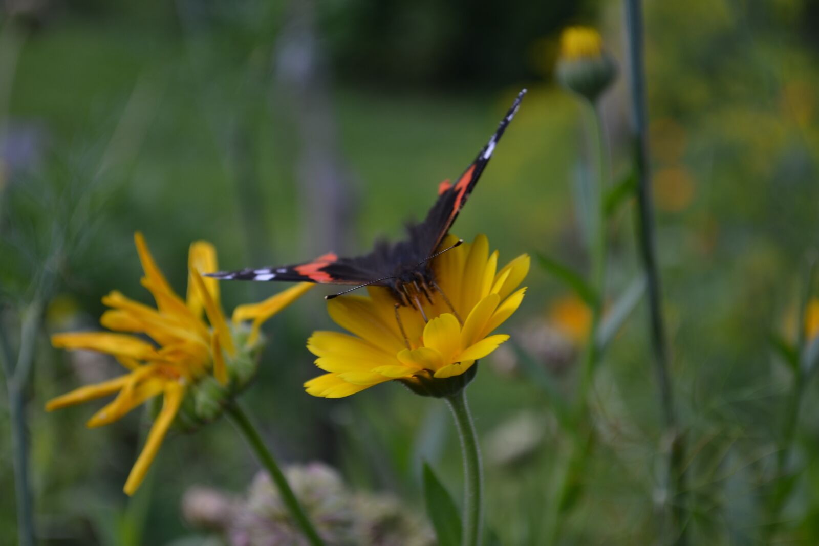 Nikon D3100 sample photo. Butterfly, nature, insect photography