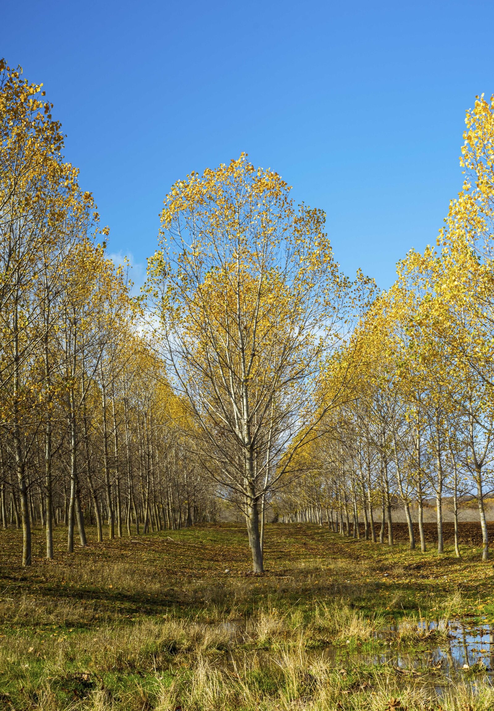 Tamron SP 24-70mm F2.8 Di VC USD sample photo. Trees, yellow, autumn photography