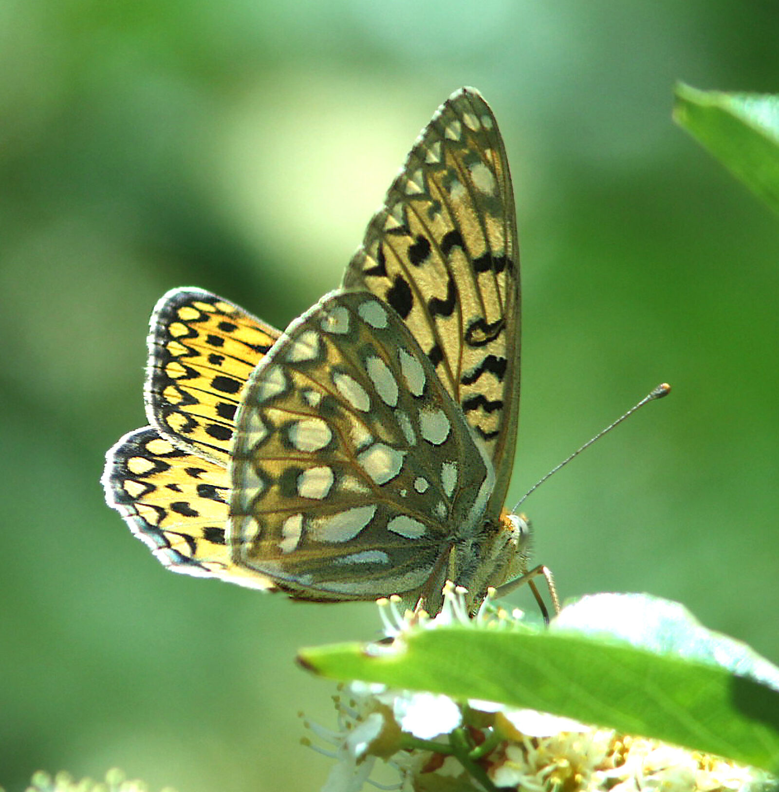 Canon EF 300mm F4L IS USM sample photo