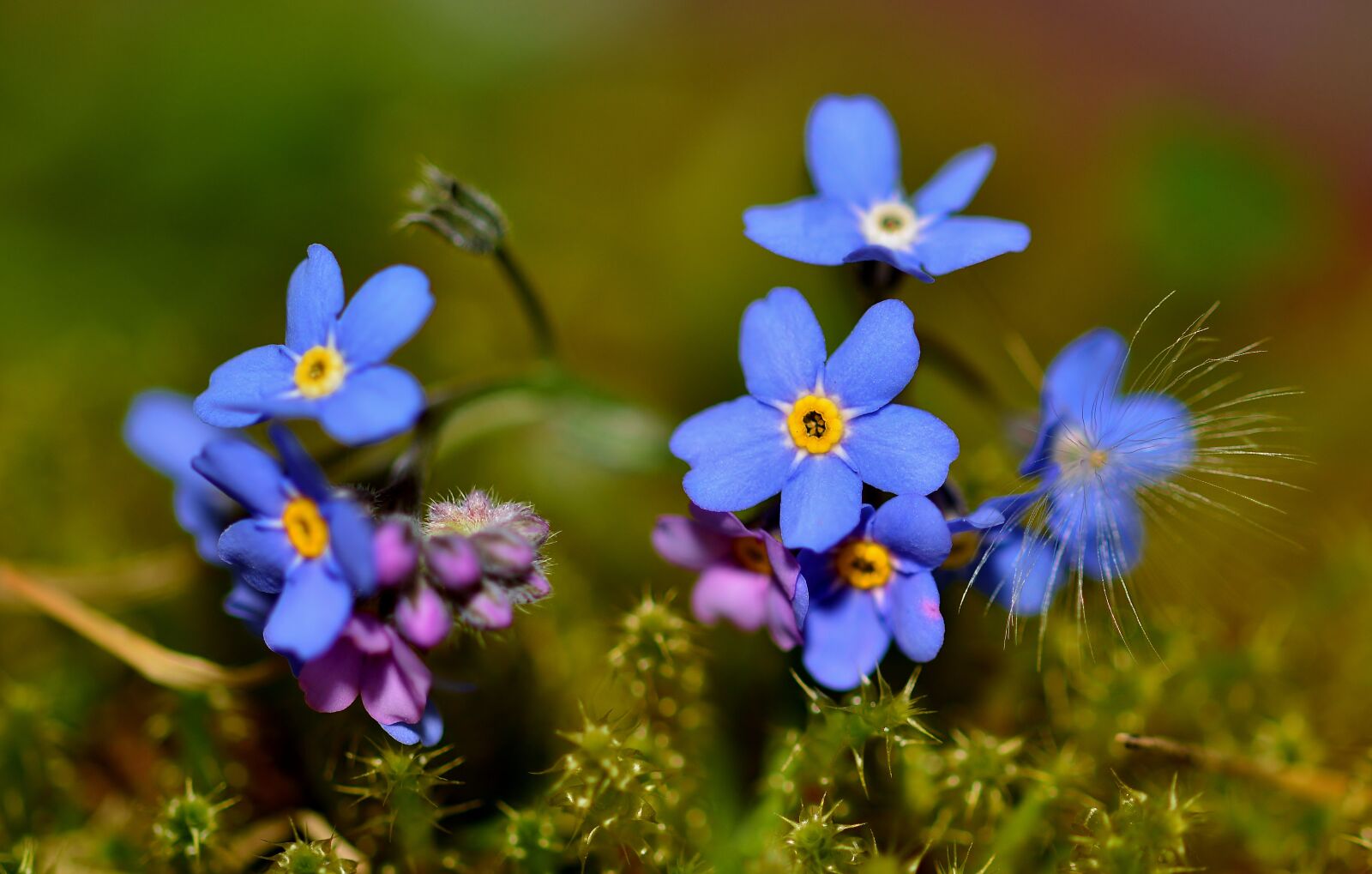 Nikon D5200 sample photo. Flowers, garden, weed photography