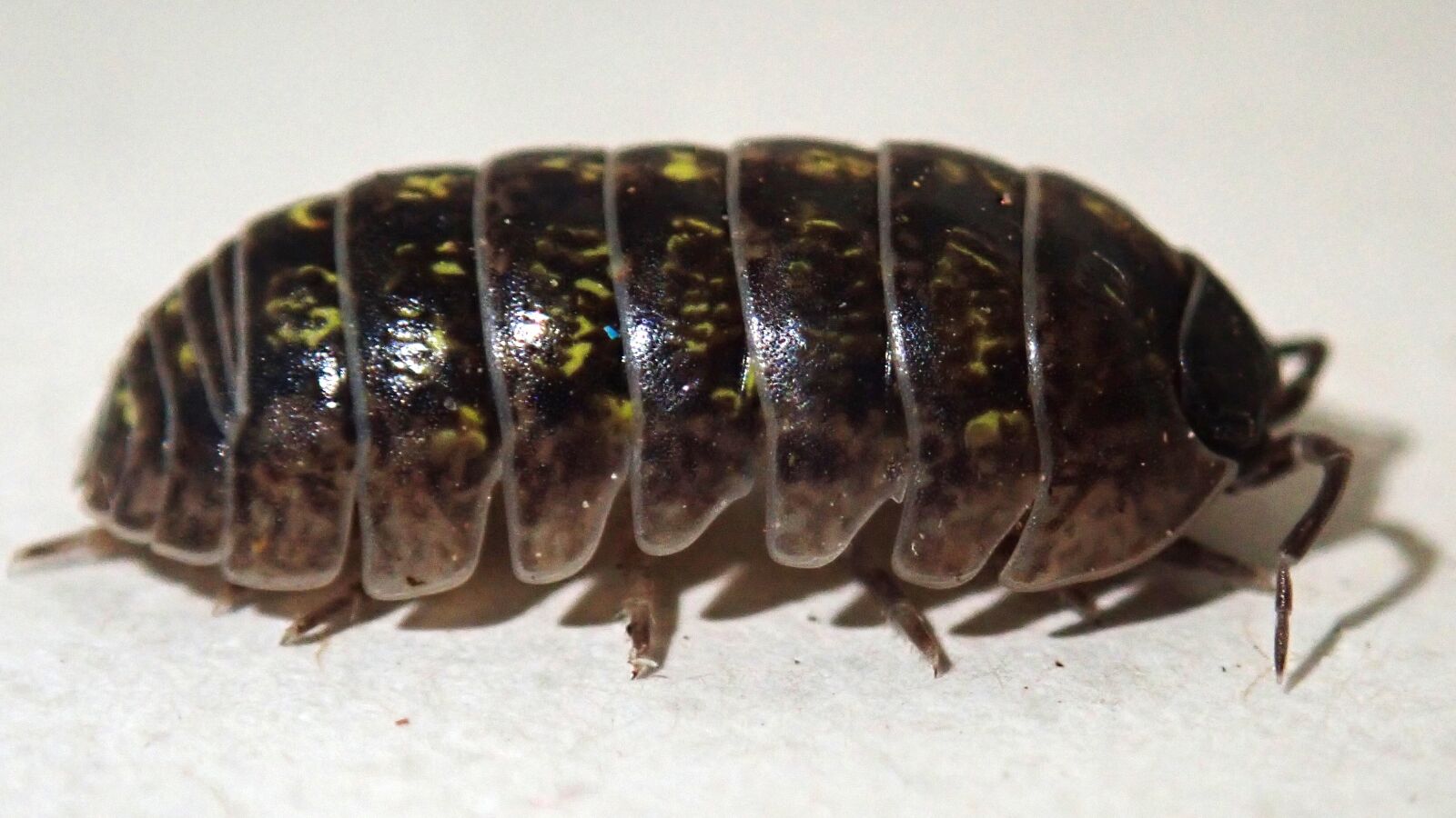 Olympus TG-5 sample photo. Beetle, slater, wood louse photography