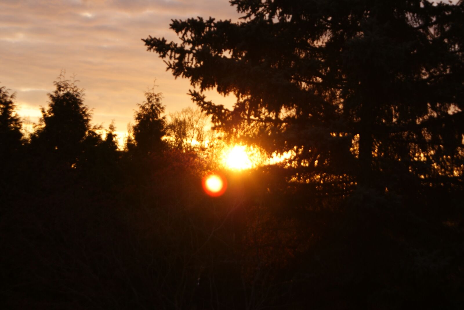 Sony Alpha DSLR-A200 sample photo. Trees, evergreen, pine photography