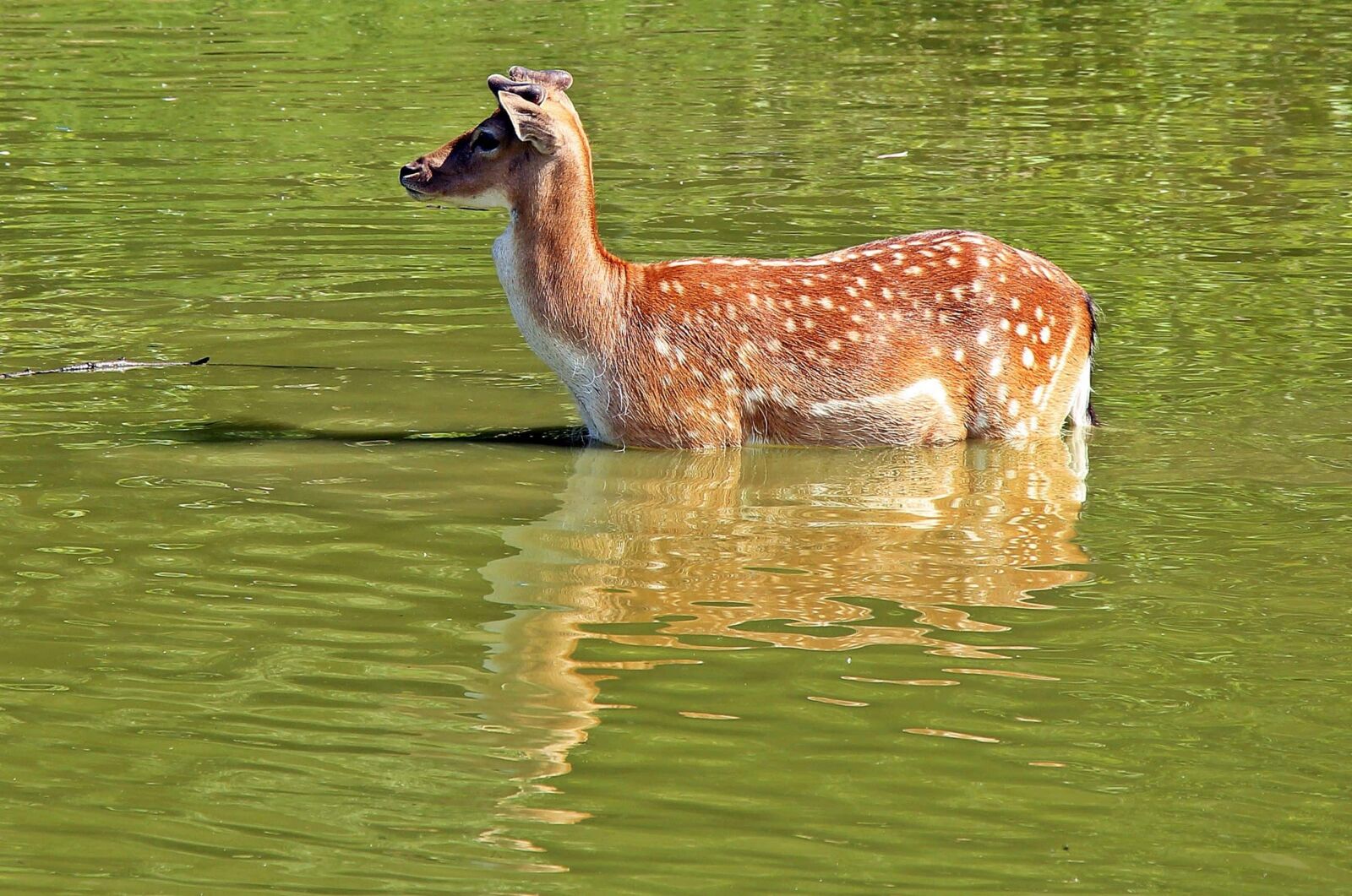 Canon EOS 550D (EOS Rebel T2i / EOS Kiss X4) sample photo. Nature, wildlife, water, co photography