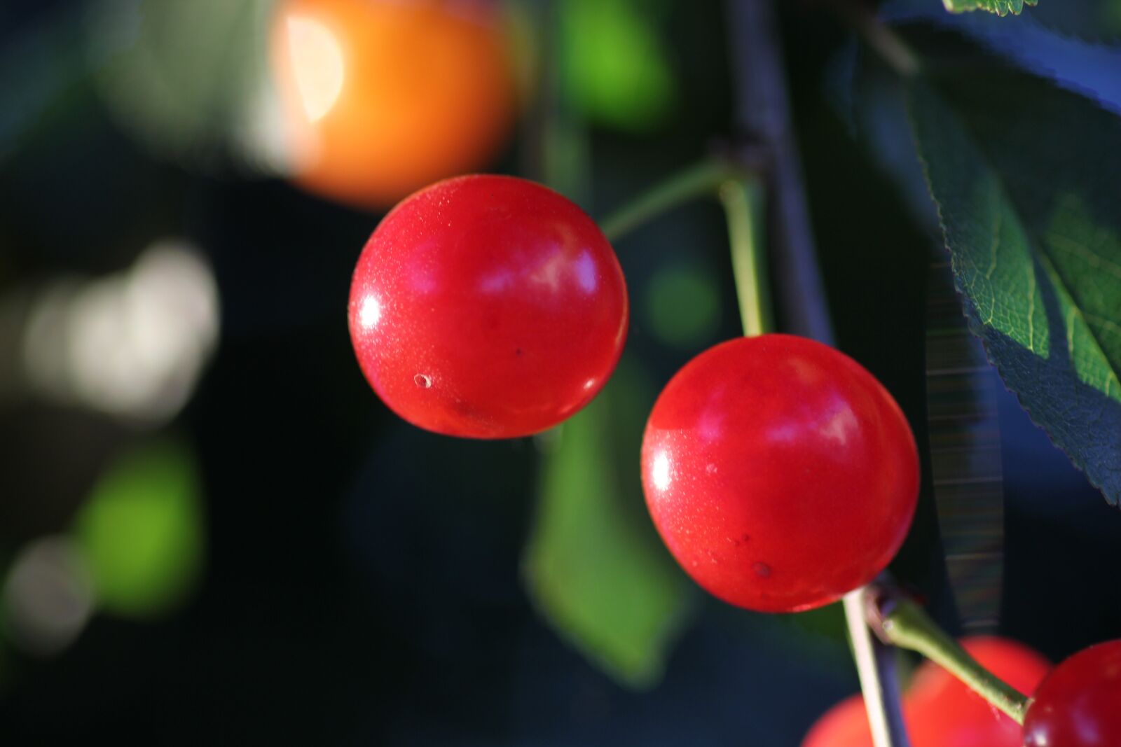 Canon EOS 550D (EOS Rebel T2i / EOS Kiss X4) sample photo. Red cherry, fruit, fresh photography