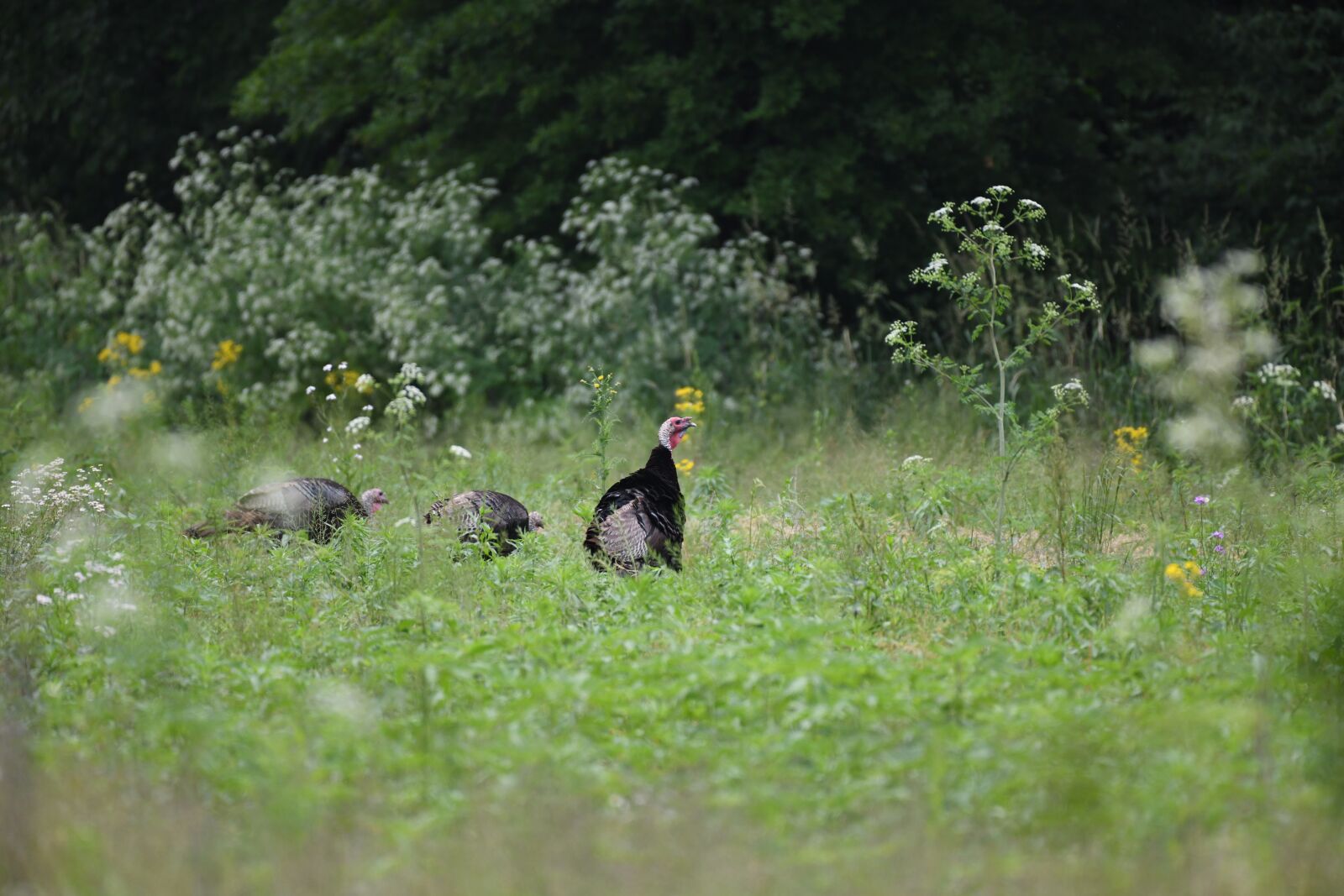 Nikon D850 sample photo. Turkey, bird, wildlife photography