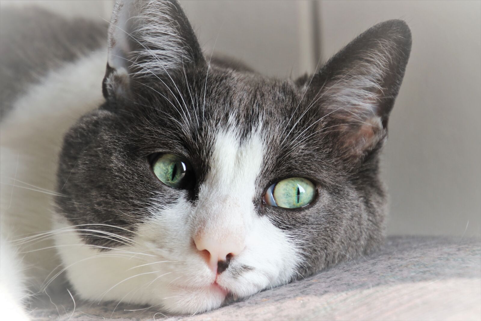 Canon EOS 80D sample photo. Cat, ears, musings photography