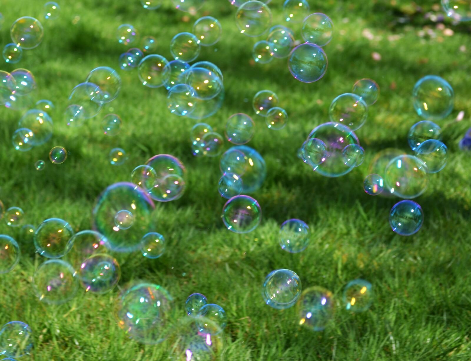 Nikon D3100 sample photo. Grass, color, nature photography