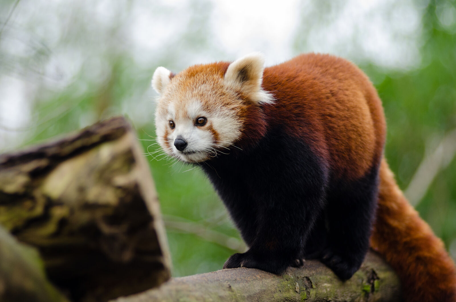 AF Zoom-Nikkor 80-200mm f/2.8 ED sample photo