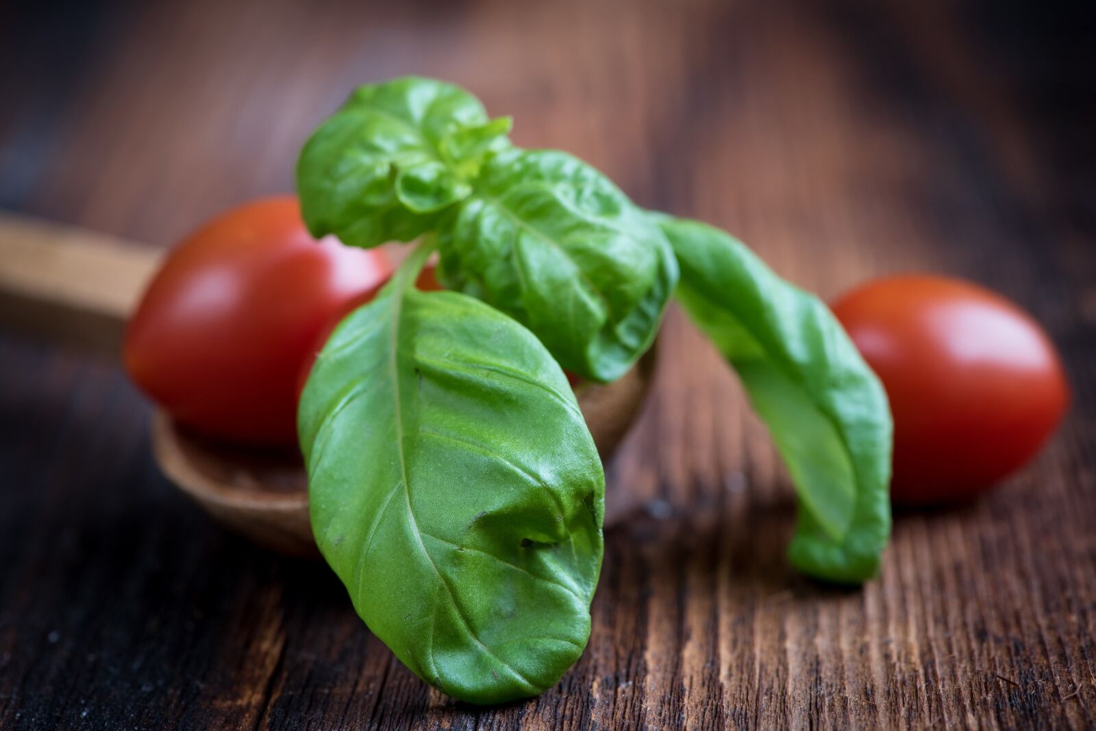 Nikon D750 sample photo. Basil, green, spice photography