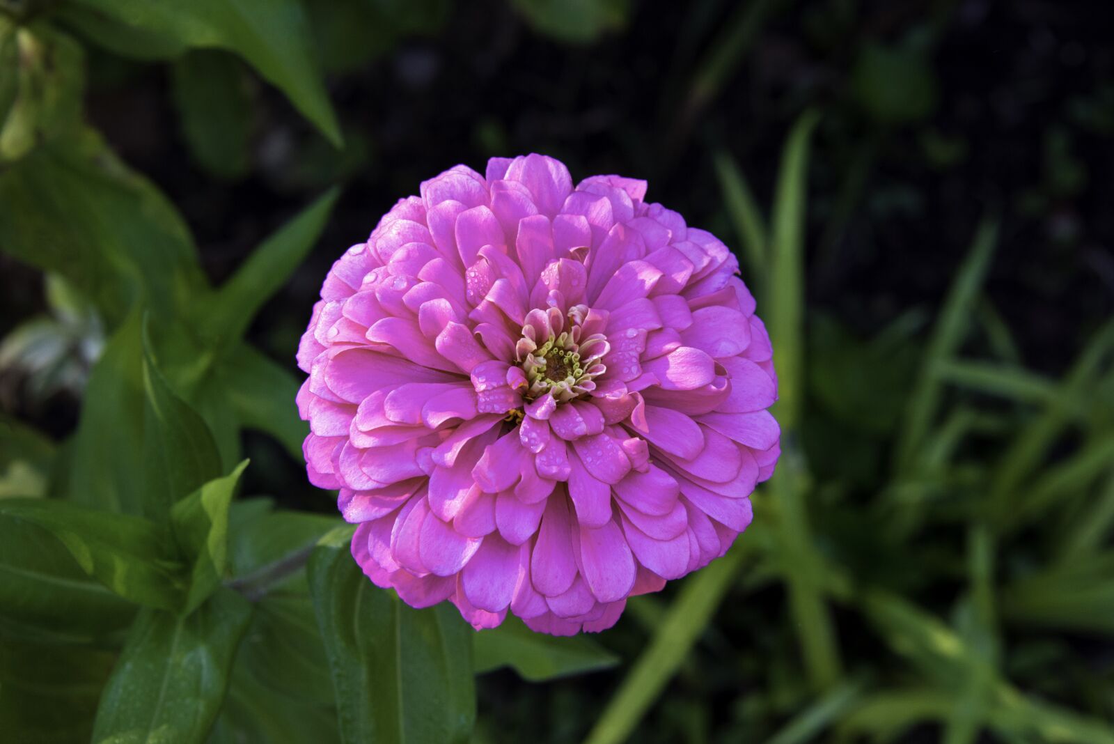 Nikon D800 sample photo. Dahlia, flower, pink photography