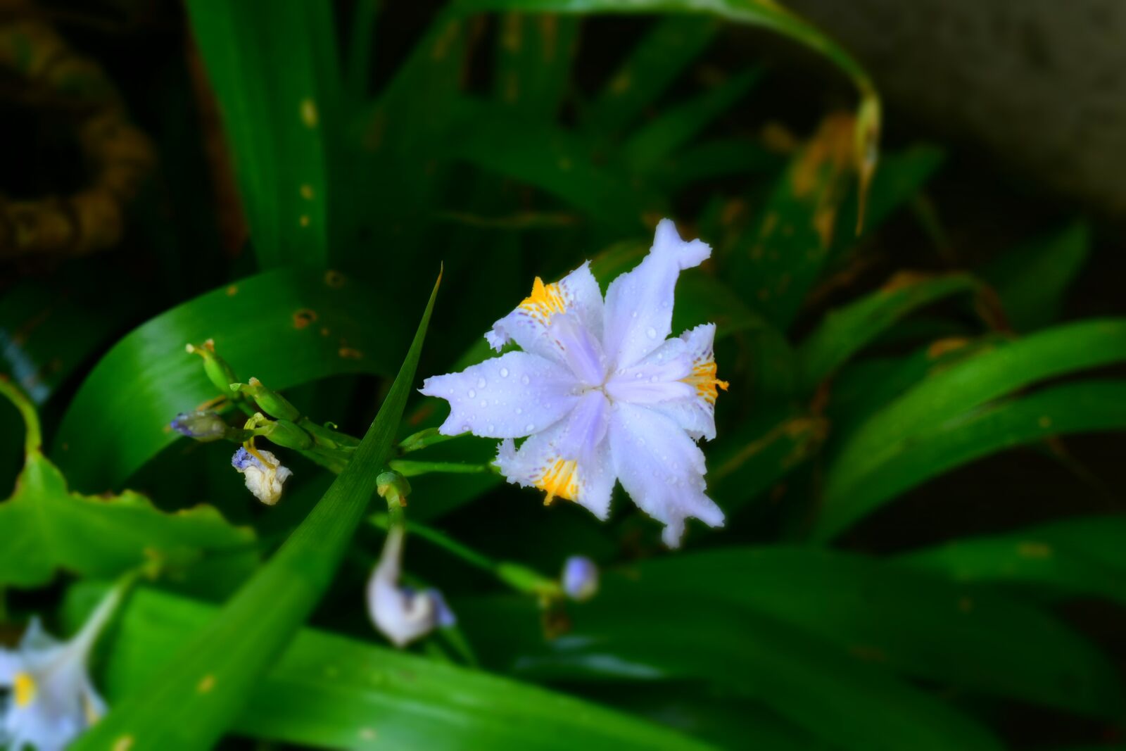 Nikon D5600 sample photo. Flowers, nature, lily photography