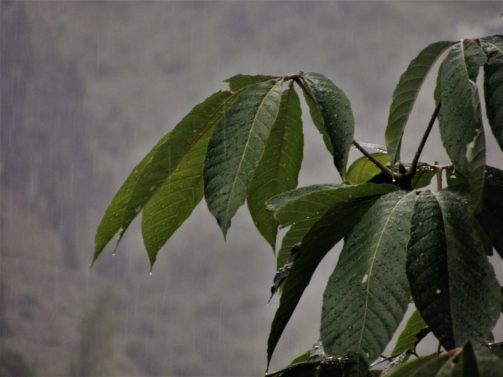 Fujifilm FinePix S5700 S700 sample photo. Rain, leaves, nature photography