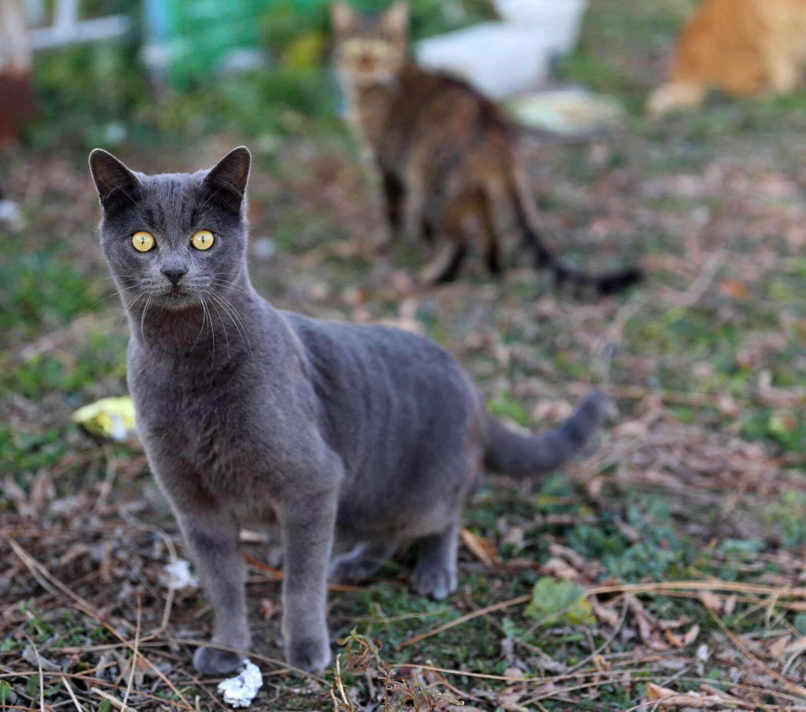 Canon EF 24-70mm F2.8L II USM sample photo. Cat, greece, animals photography
