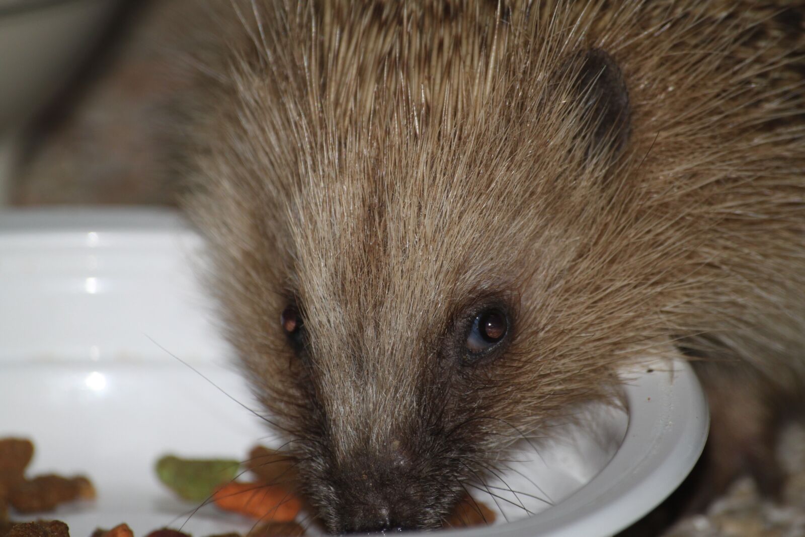 Canon EOS 500D (EOS Rebel T1i / EOS Kiss X3) sample photo. Wild animal, hedgehog, close photography