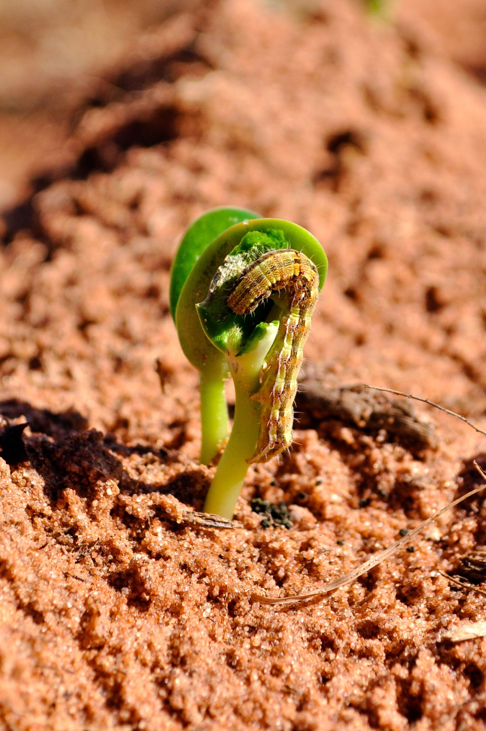 Nikon D5000 sample photo. Soybeans, agriculture, insect photography
