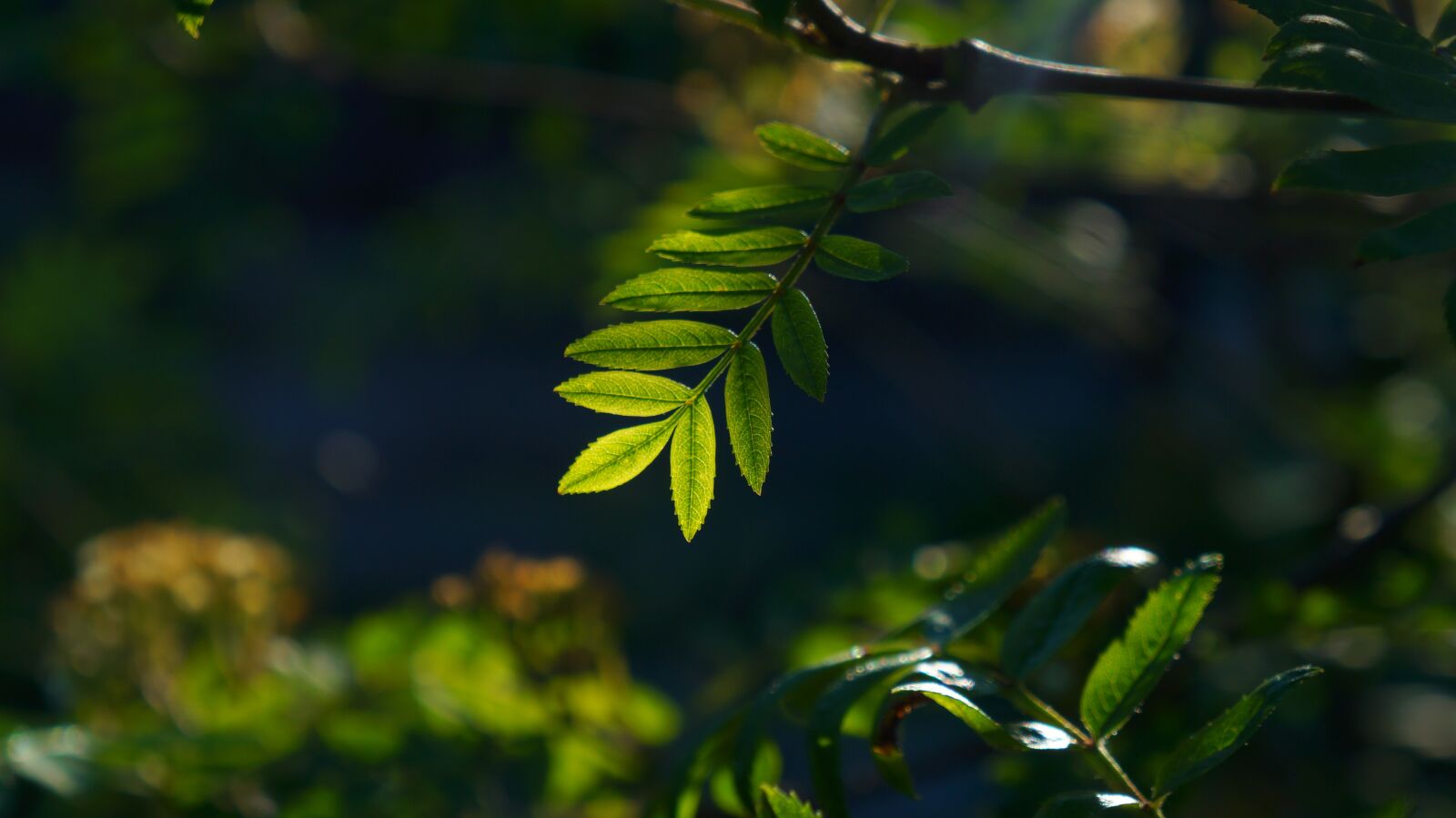 Sony Alpha a3000 + Sony E 18-55mm F3.5-5.6 OSS sample photo. Nature, plants, green photography