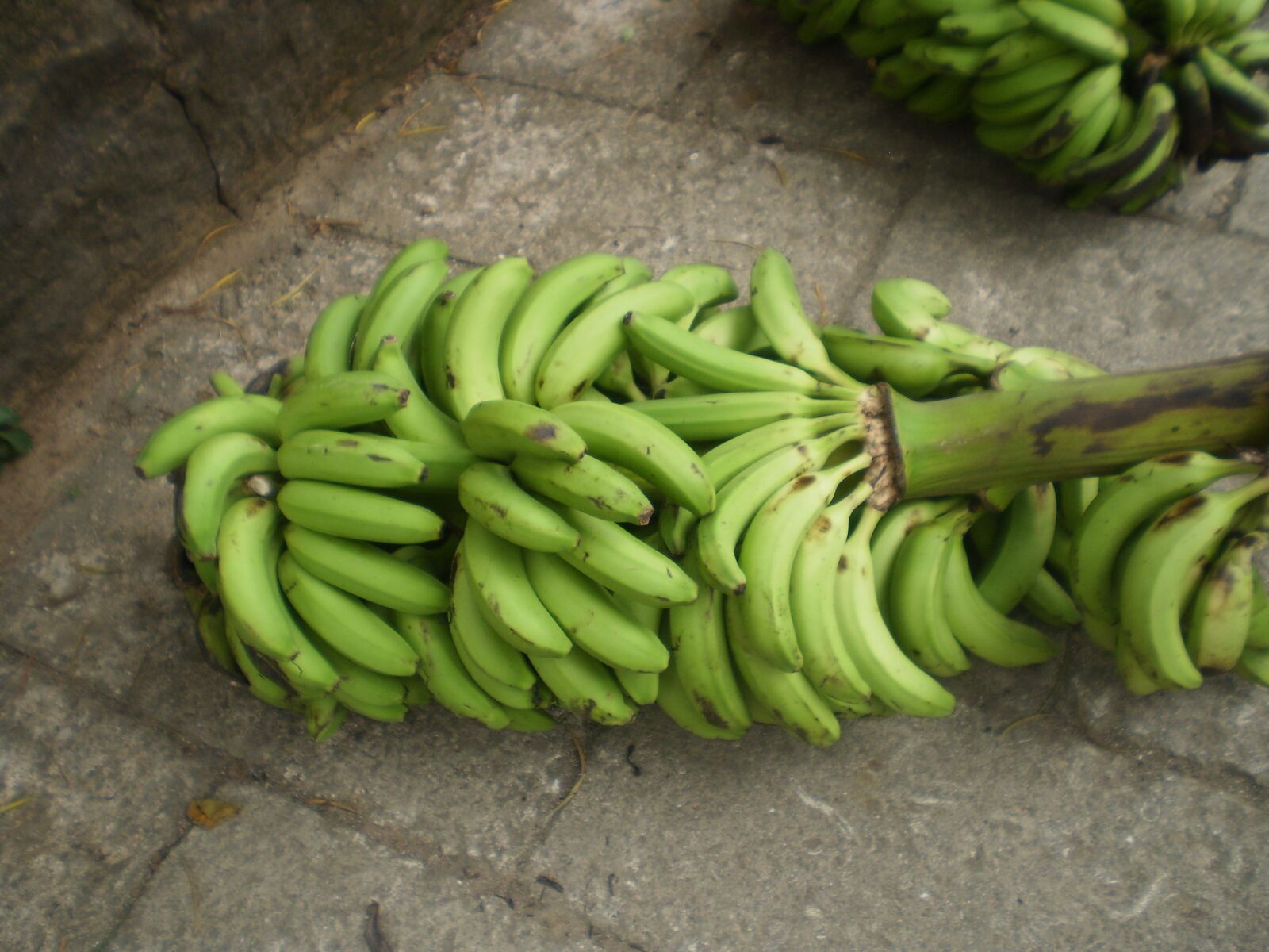 Olympus FE360,X875,C570 sample photo. Green, banana, fresh photography