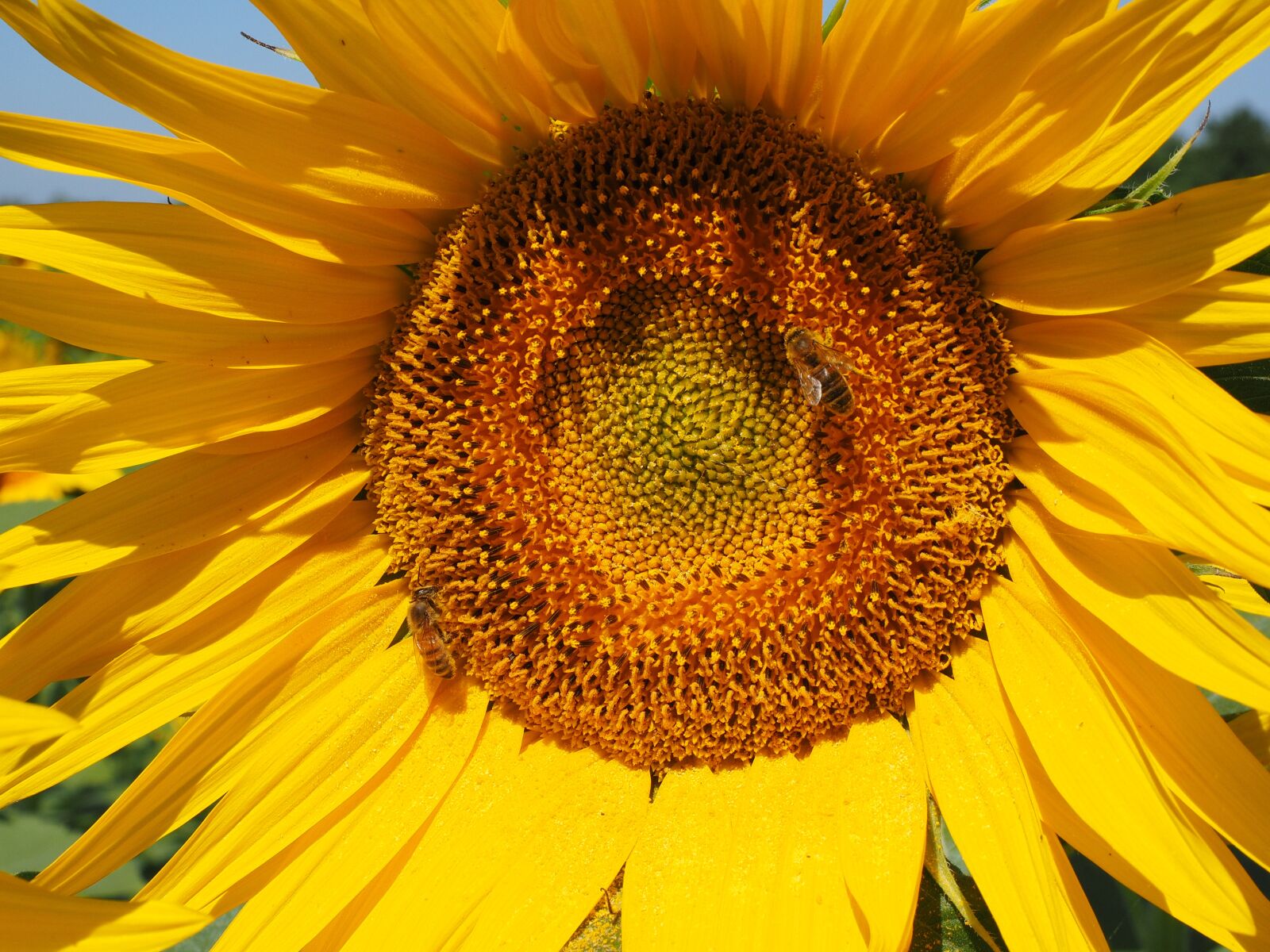 Olympus OM-D E-M1 + Olympus M.Zuiko Digital ED 12-40mm F2.8 Pro sample photo. Sunflower, bee, blossom photography