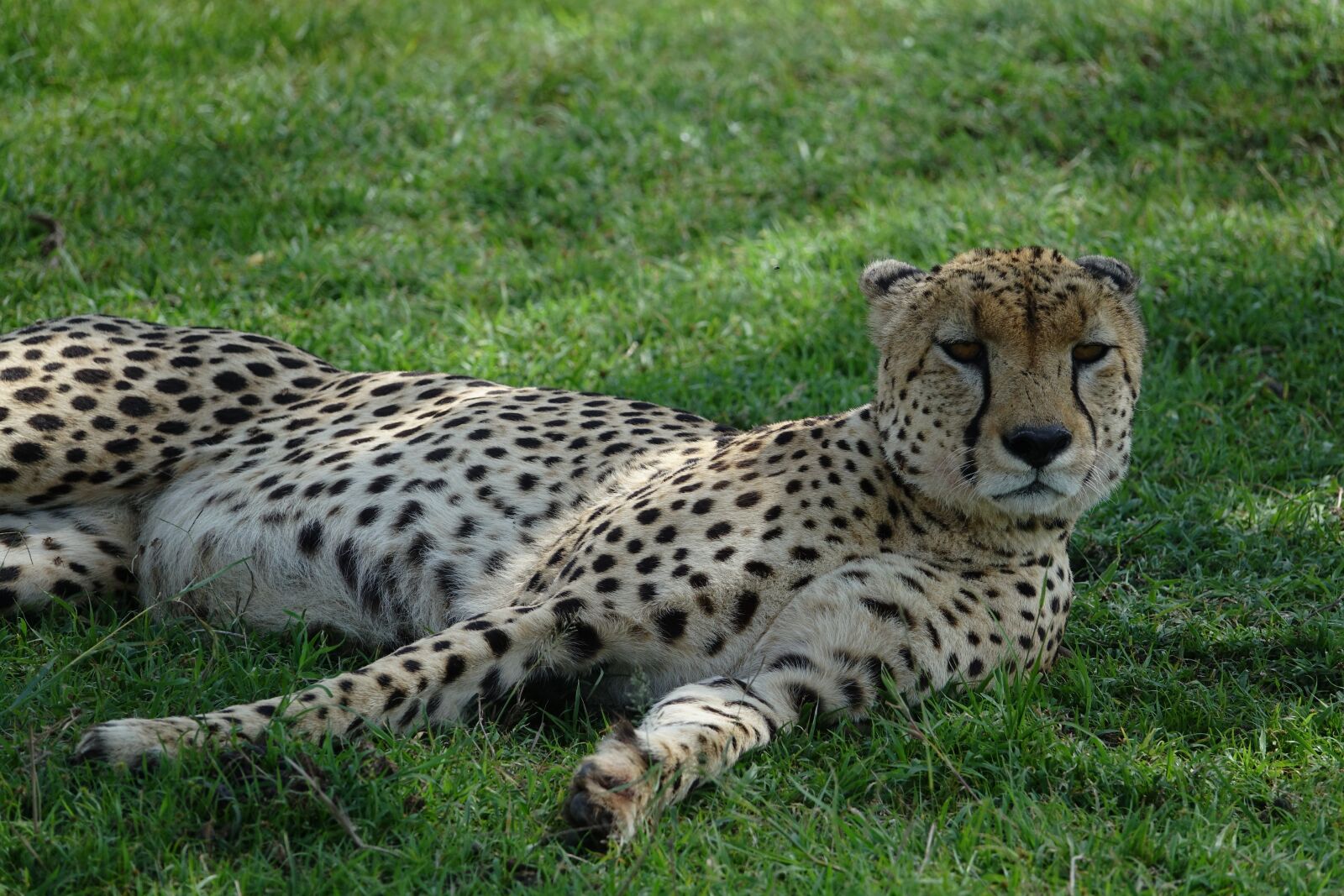 Sony Cyber-shot DSC-RX10 III sample photo. Wildlife, mammal, cat photography