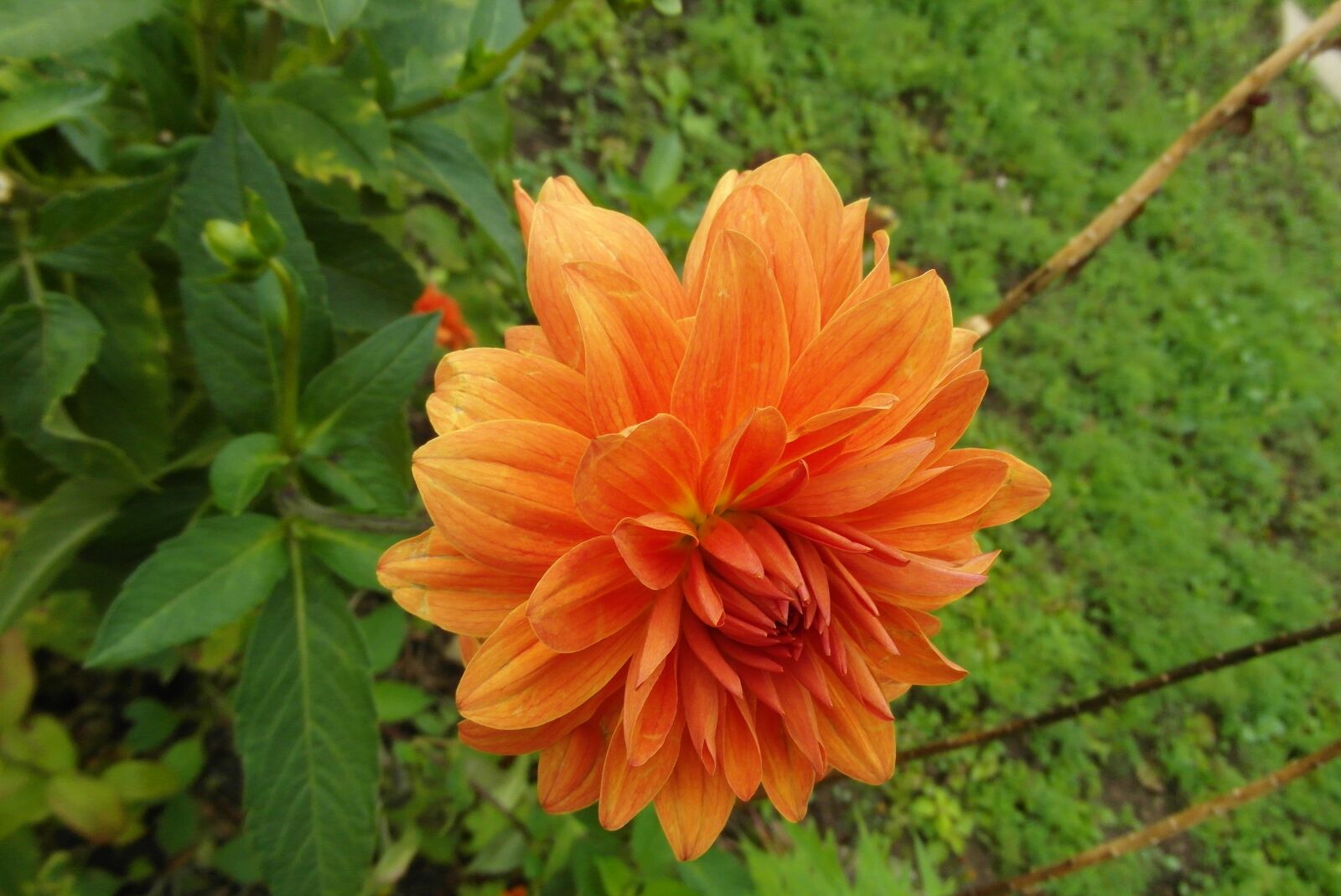 Samsung WB750 sample photo. Dalia, flower, orange photography