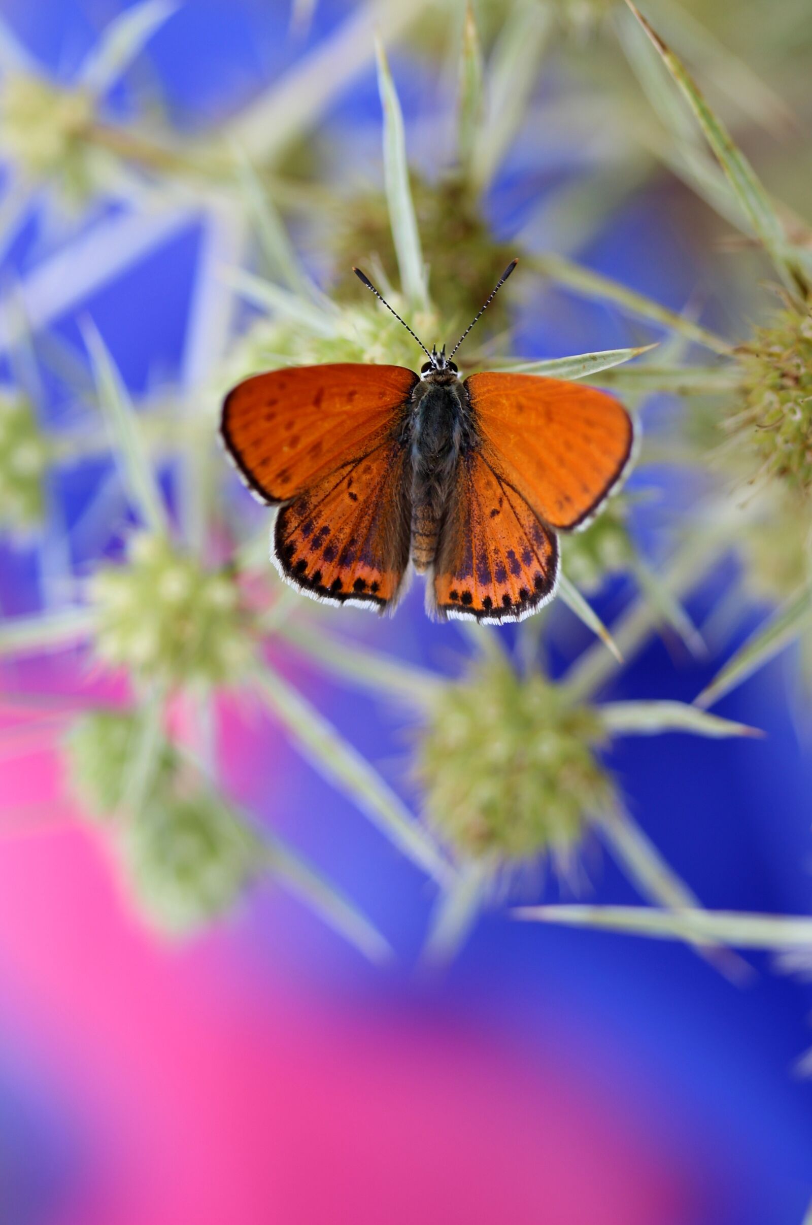 Canon EF-S 60mm F2.8 Macro USM sample photo. Butterfly, red, wings photography