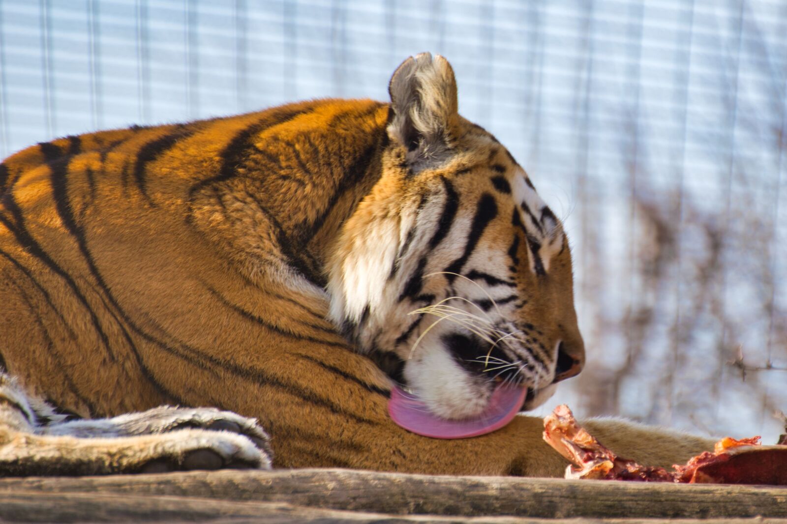 Nikon D5300 sample photo. Tiger, big cat, dangerous photography