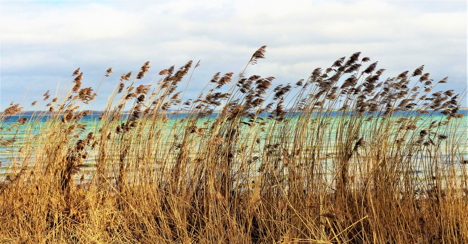 Panasonic Lumix DMC-FZ200 sample photo. Gras, wind, coast photography