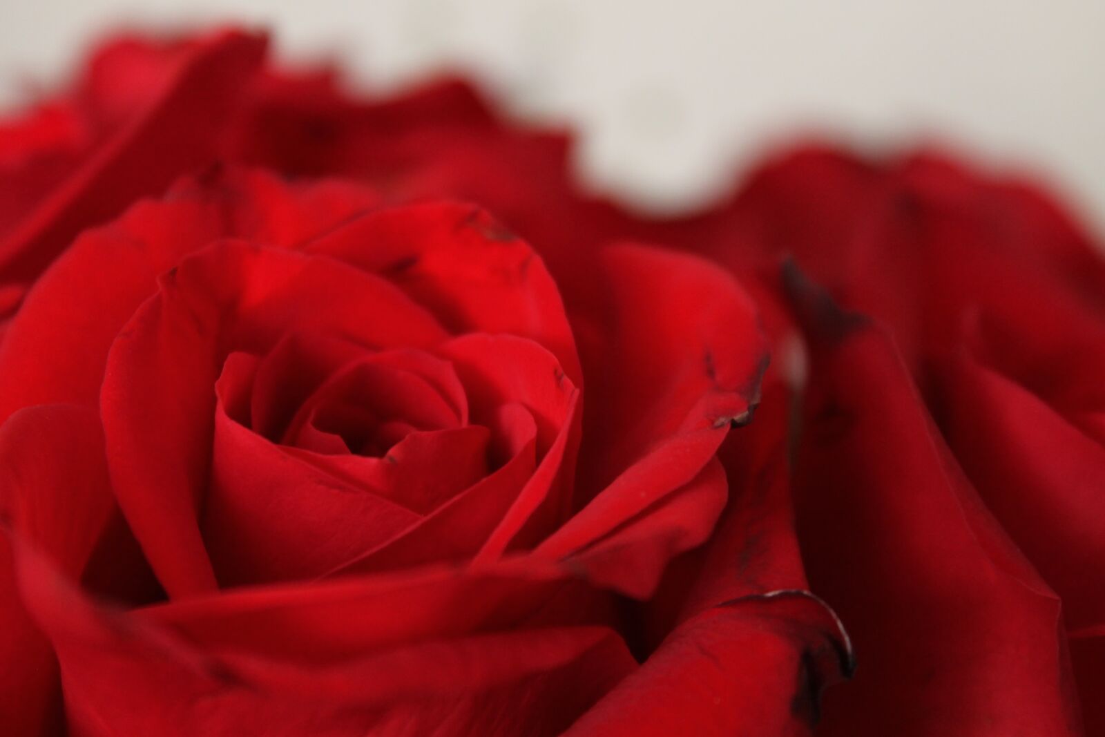 Canon EOS 1100D (EOS Rebel T3 / EOS Kiss X50) sample photo. Flower, rose, petals photography