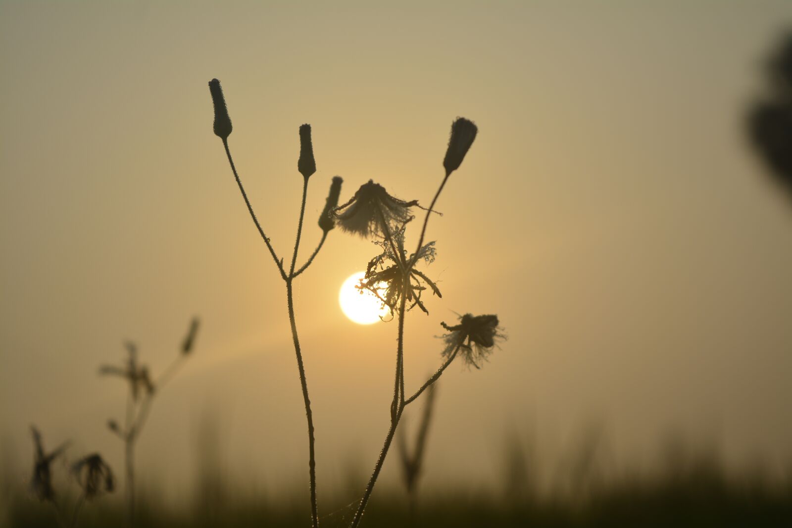 Nikon D5200 sample photo. Beautiful, sun, nature photography