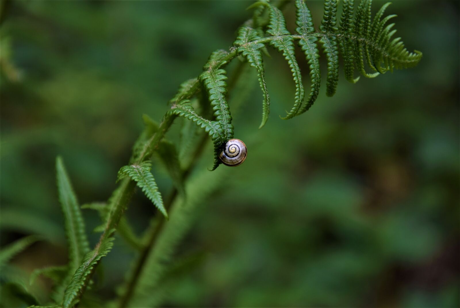 Nikon D3300 sample photo. Snail, animals, macro photography