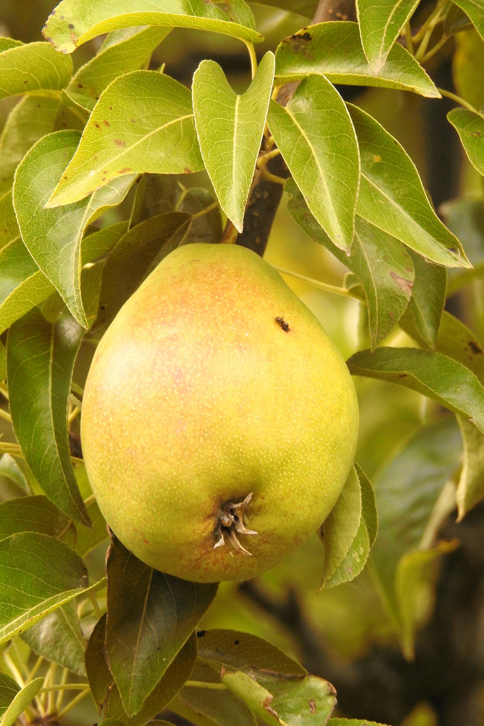 Nikon Coolpix P900 sample photo. Pear, green, branch photography