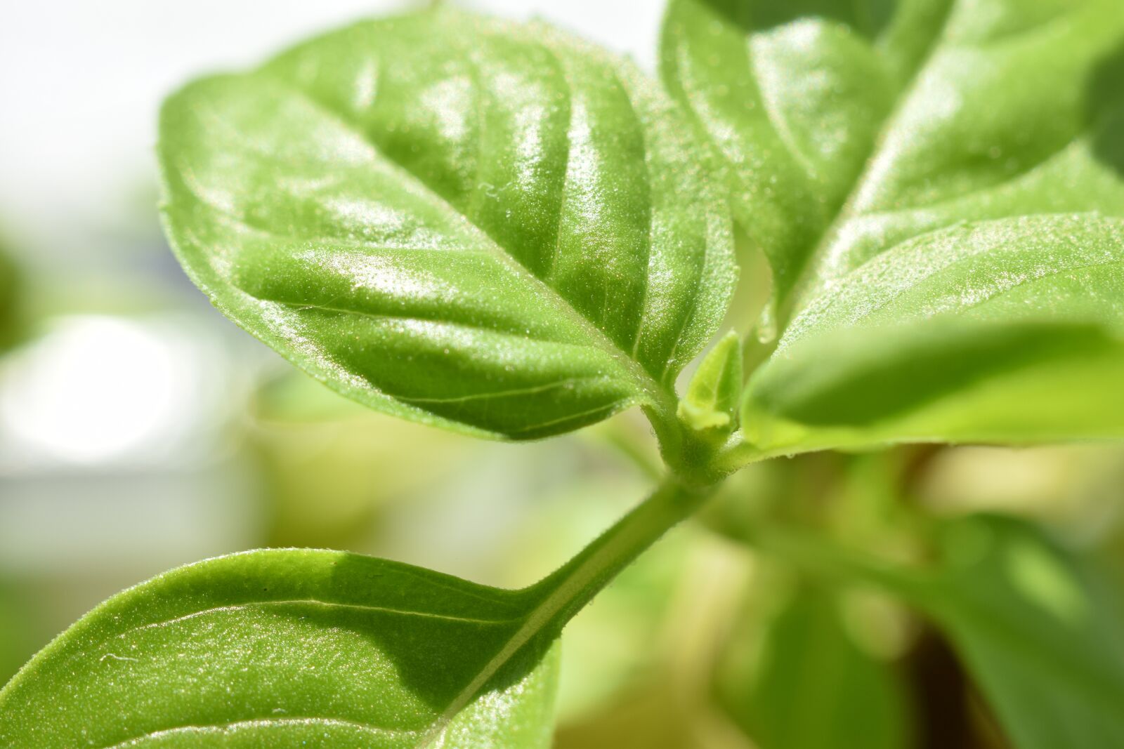 Nikon D3300 sample photo. Herbs, basil, kitchen photography