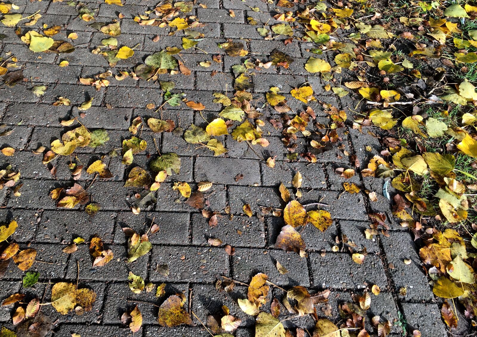 Apple iPhone 6s sample photo. Fall leaves, yellow, fall photography