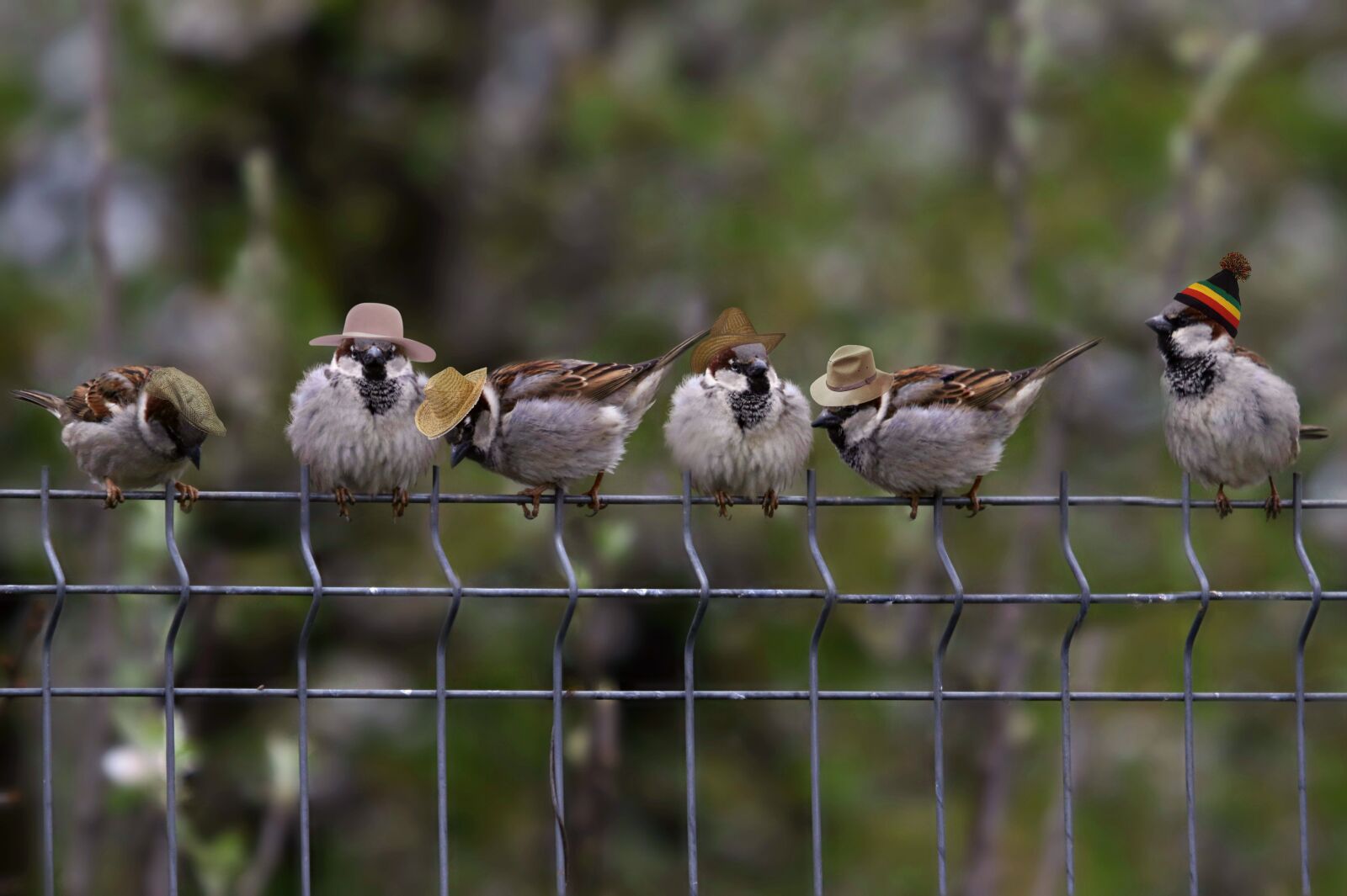 Canon EOS 7D Mark II + Canon EF 100-400mm F4.5-5.6L IS USM sample photo. Sparrows, hats, funny photography