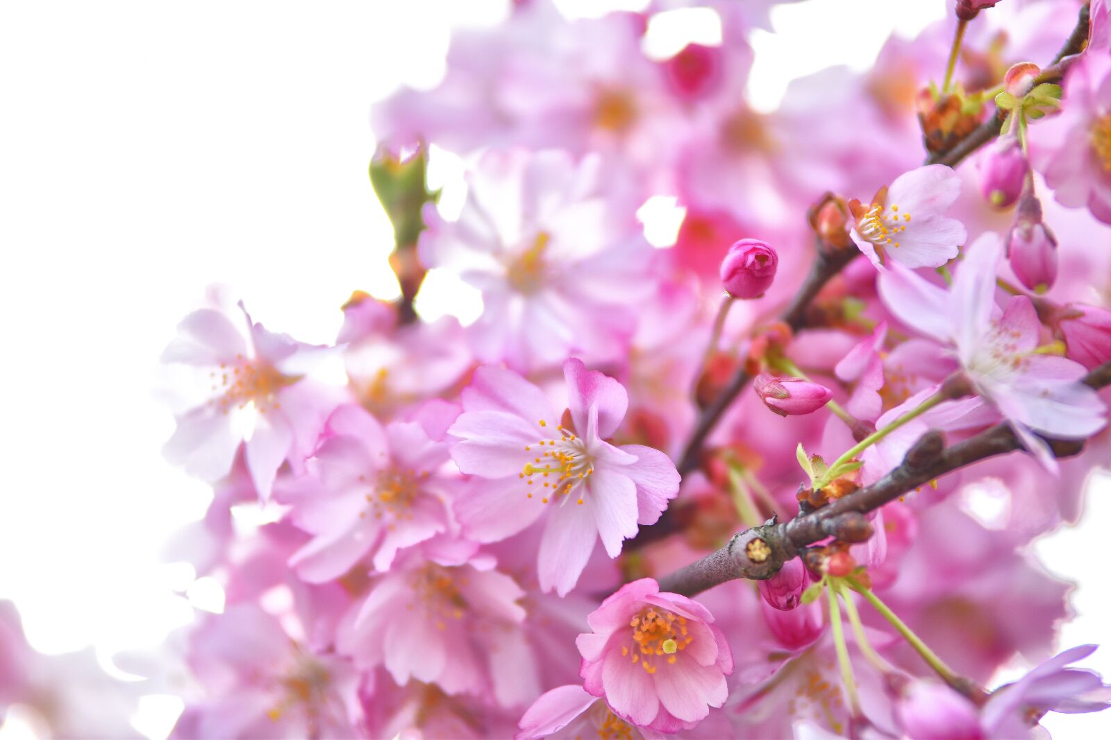 Nikon D5500 sample photo. Cherry, cherry blossoms, cherry photography