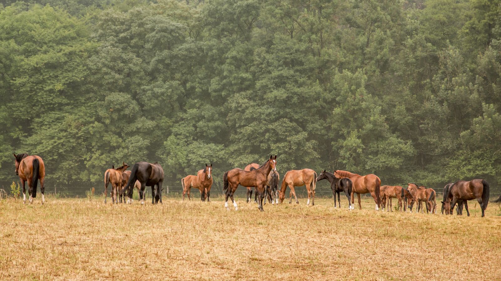 Canon EOS 70D sample photo. Animals, horses, graze photography
