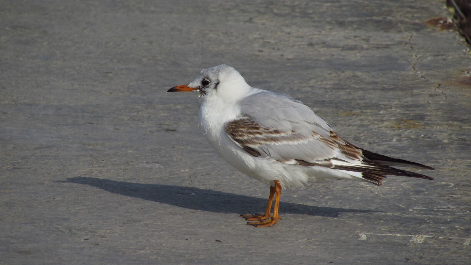 Canon PowerShot SX510 HS sample photo. Birds, wildlife, nature photography