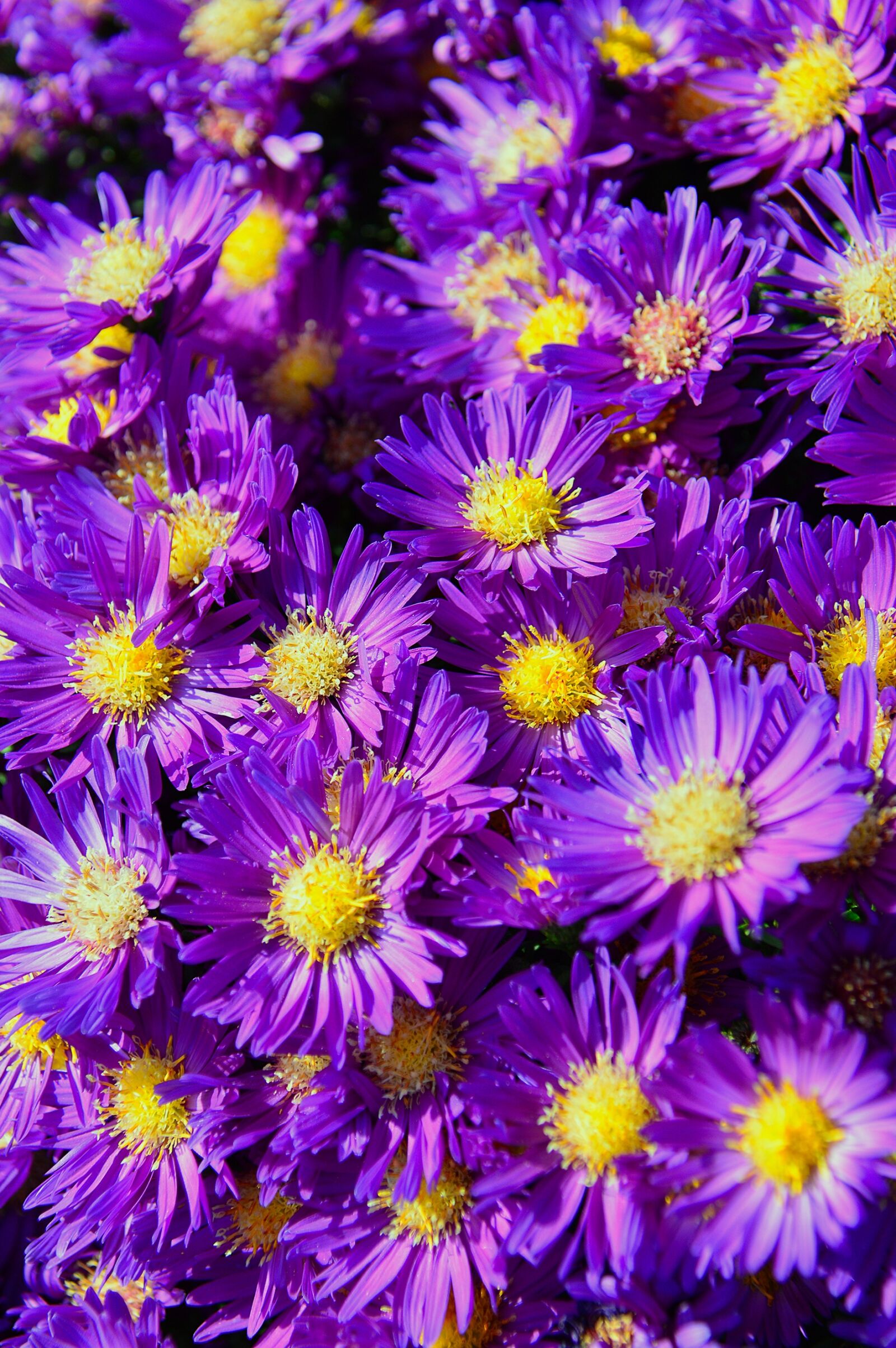 Nikon D3200 sample photo. Flower, purple, purple flower photography